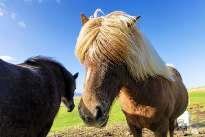 Stóra-Ásgeirsá Horse Farm - Pferde