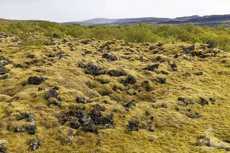 Islands Westen - Lavafeld