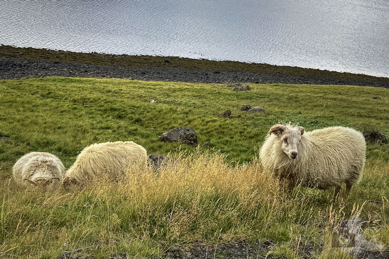 Schafe in Island