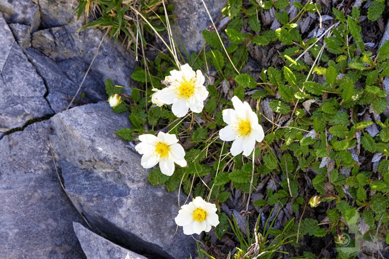 Blumen in den Bergen