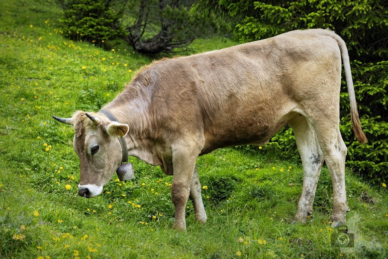 Wanderung Malbun, Liechtenstein