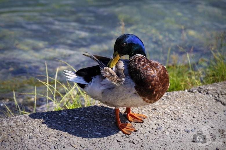 Ente, Konstanz, Bodensee