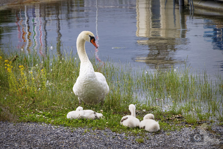 Romanshorn Highlights