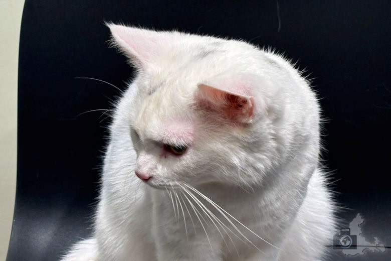 Katzentempel Freiburg