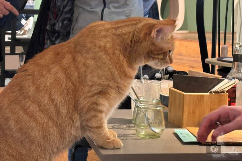 Katzentempel Freiburg