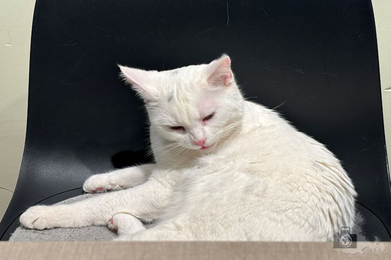 Katzentempel Freiburg