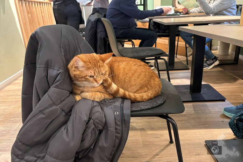 Katzentempel Freiburg