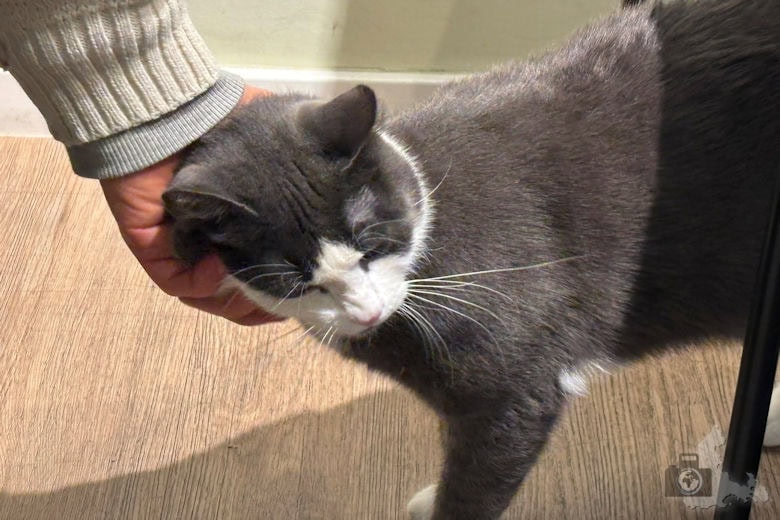 Katzentempel Freiburg