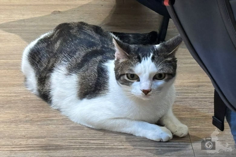 Katzentempel Freiburg