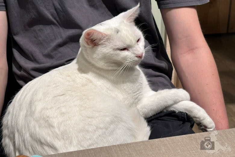 Katzentempel Freiburg