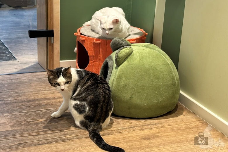 Katzentempel Freiburg