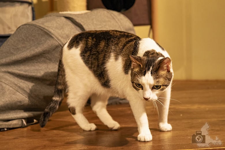 Katzentempel Freiburg