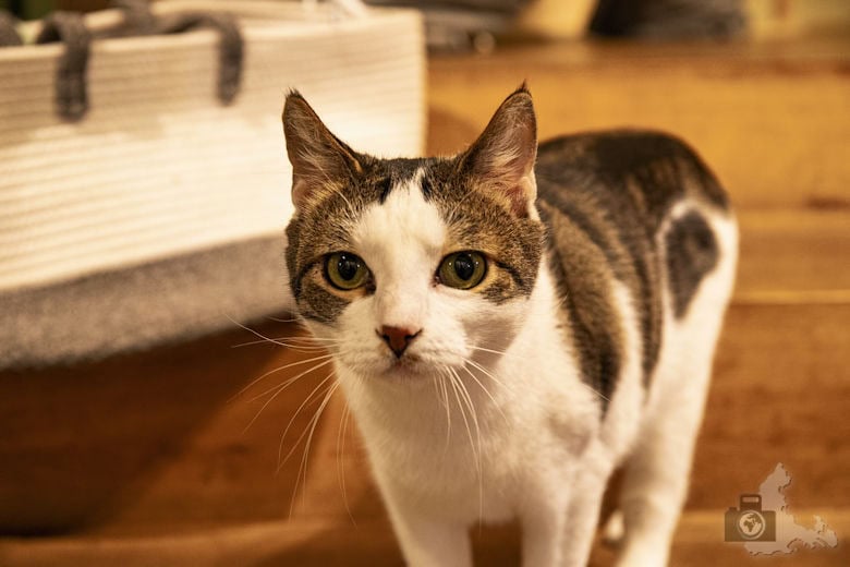 Katzentempel Freiburg