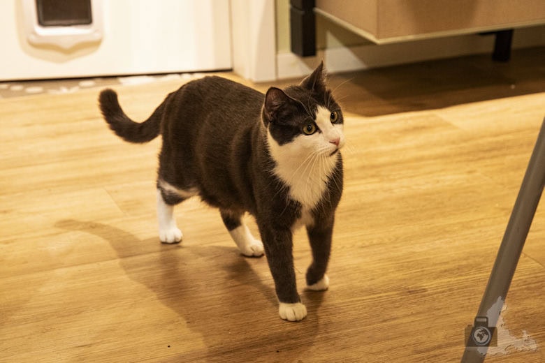 Katzentempel Freiburg