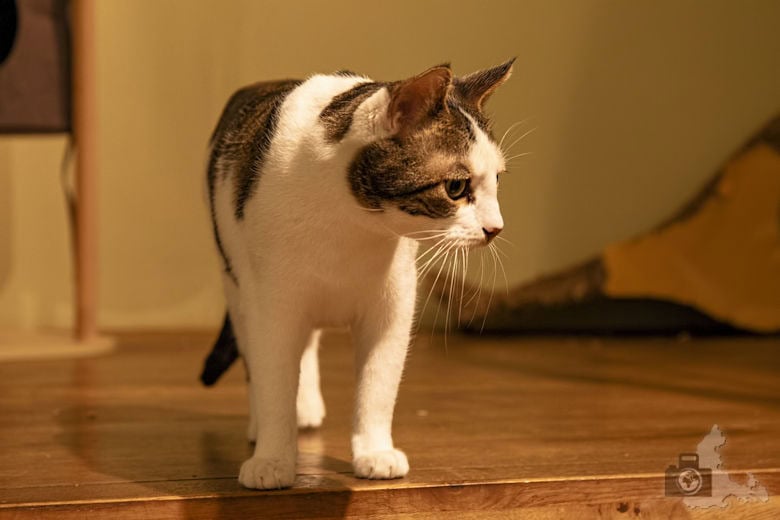 Katzentempel Freiburg