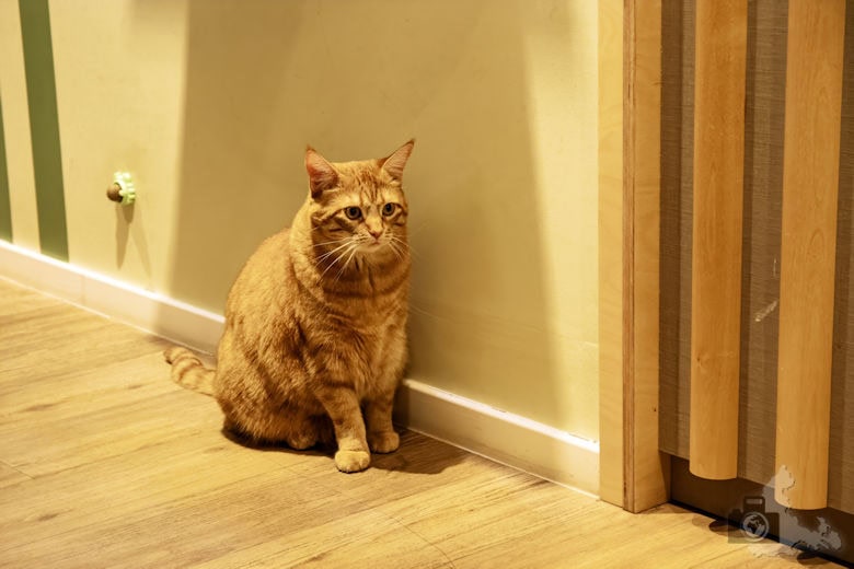 Katzentempel Freiburg