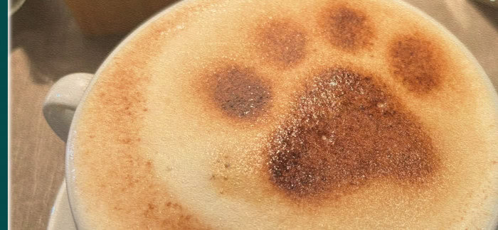 Katzentempel Freiburg